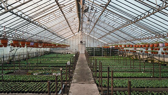 Inside a greenhouse